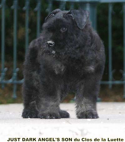JUST &copy; Elevage de bouviers des flandres du Clos de la Luette specialis&eacute; pour le bouvier des flandres Copyrigth depose